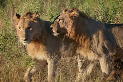 Lions in Botswana